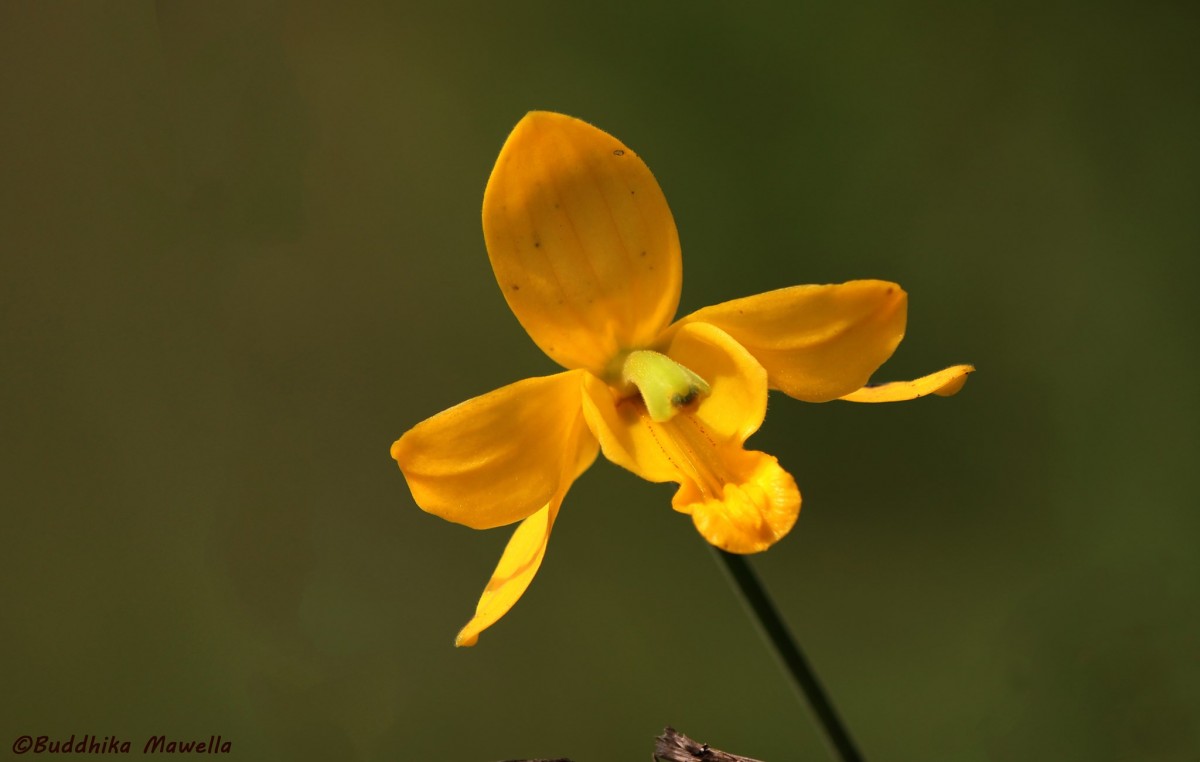 Ipsea speciosa Lindl.
